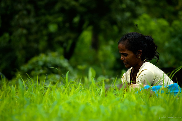 A woman working in a paddy field in a village in Tungareshwar, Maharashtra, India during monsoon