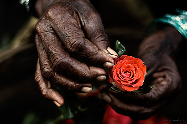 A rose in the hands of a rose seller from Dadar flower market in Mumbai, India