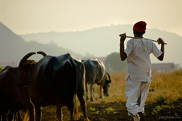 A villager heading back home after grazing cattle in Malavli in Maharashtra
