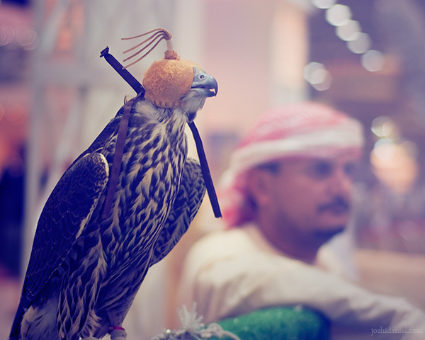 Falconry from Abu Dhabi International Hunting and Equestrain Exhibition, Abu Dhabi, United Arab Emirates