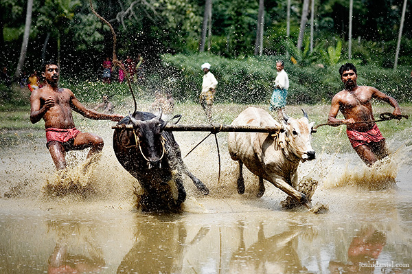 Photograph of men racing their oxen in the Maramadi festival held in Kalluvathukkal village in Kollam, Kerala