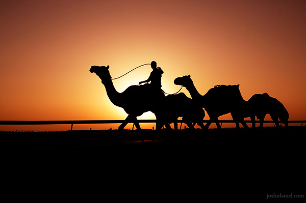 Silhouette of a camel handler riding into the sunset at the Al Marmoum Camel Race Track in Dubai