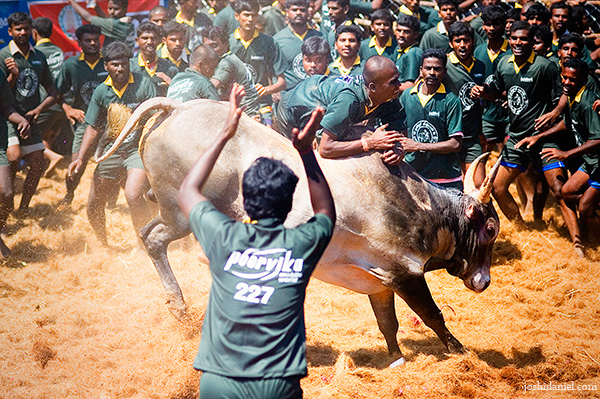 Jallikattu (bull taming sport) from Palamedu in Madurai district