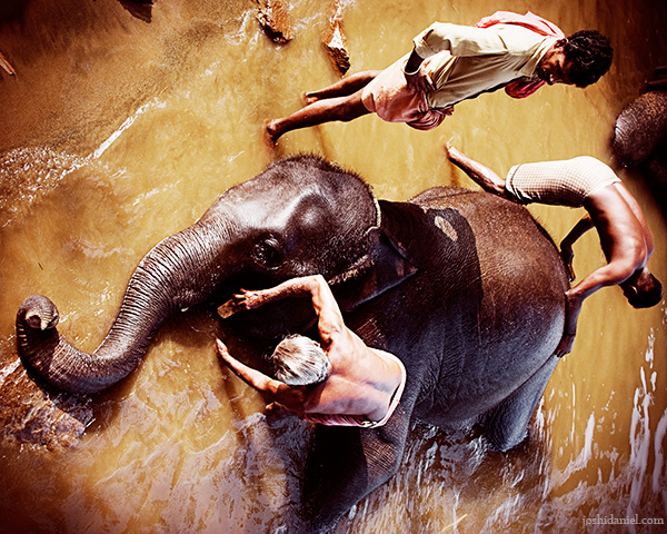 Mahouts bathing an elephant at the Kodanad elephant training center, Kerala