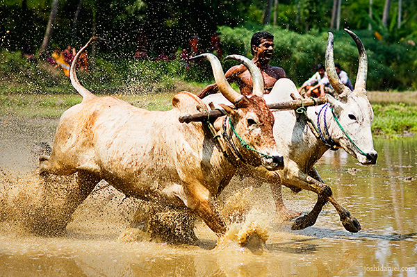 Photograph of Maramadi (Ox race) festival held in Kalluvathukkal village in Kollam, Kerala
