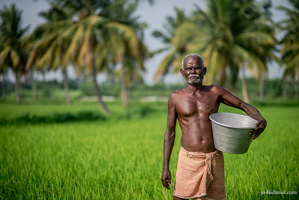 A farmer standing in the fields in Mangulam village, Madurai, while fertilising the field