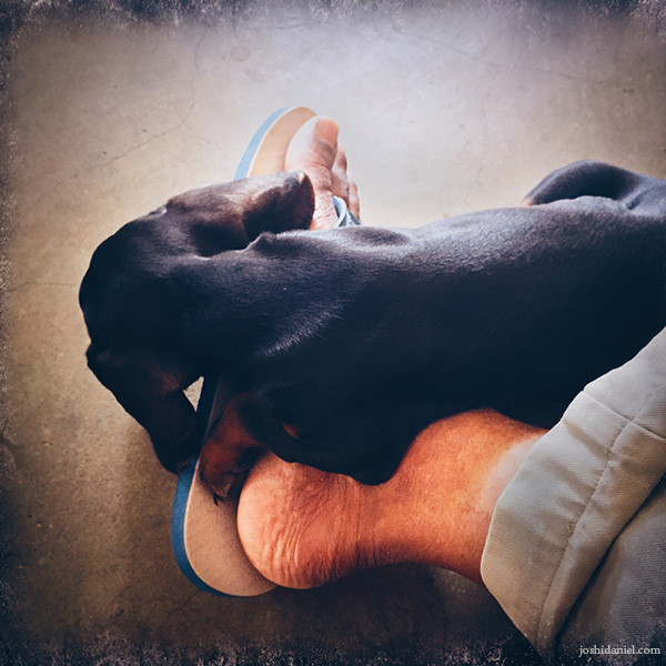 Photo of my dachshund puppy Nikko lying on my feet