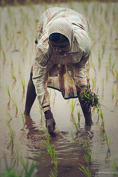 Portrait of a lady working in a paddy field in Karnataka, India
