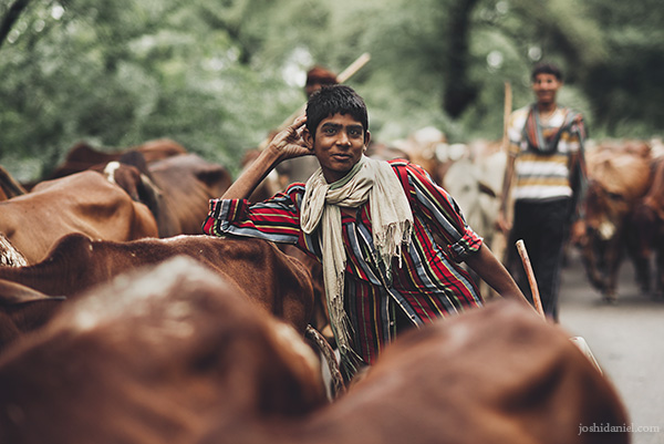 A smiling boy with cattle herd in Punjab, India