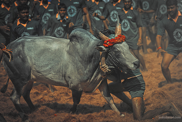 Jallikattu (bull taming sport) from Palamedu in Madurai district, Tamil Nadu