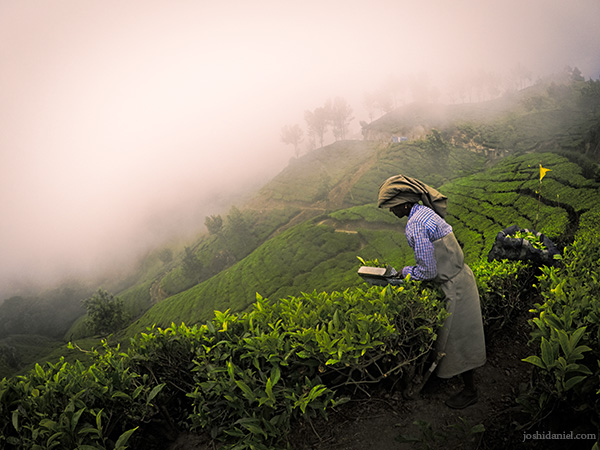 An estate labourer trimming the tea branches in Top Station, Munnar, Kerala
