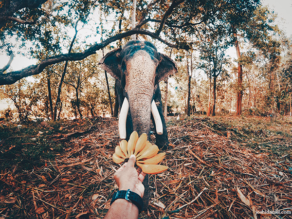 Feeding bananas to an elephant in Piravom, Kerala, India