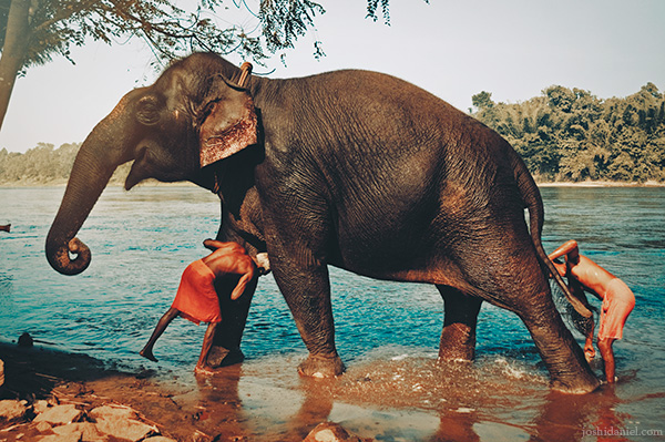 Mahouts bathing an elephant at the Kodanad elephant training center, Ernakulam, Kerala, India
