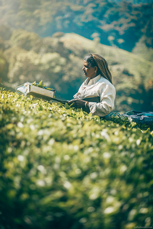 A tea estate worker from Top Station, Munnar, Kerala, India